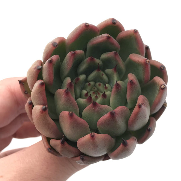 Echeveria 'Golden Bear' 3" Rare Succulent Plant