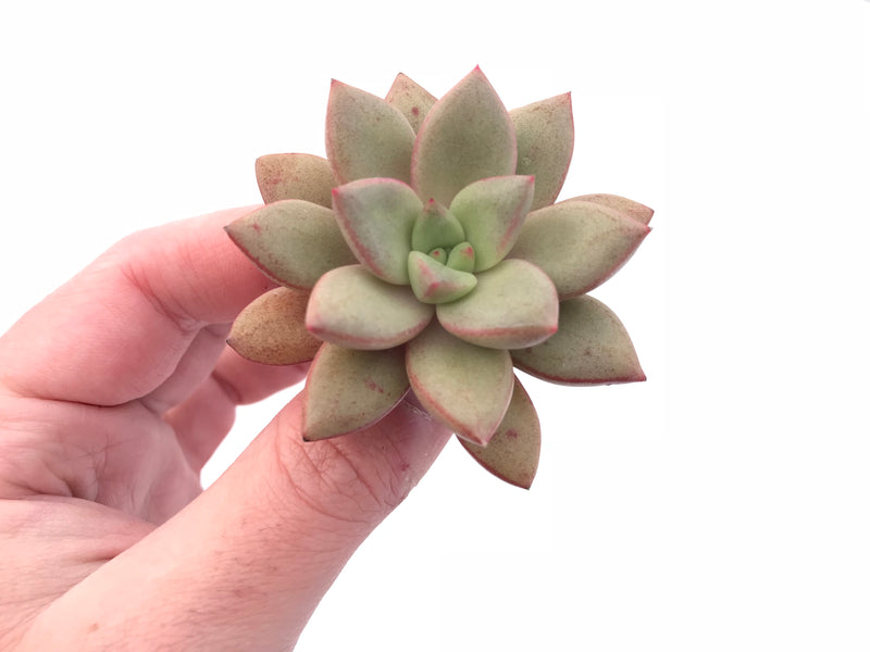 Echeveria Angel Star 2" Rare Succulent Plant