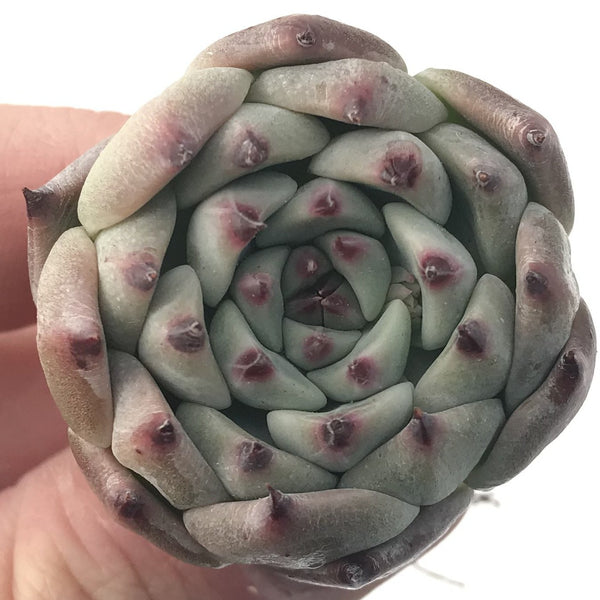 Echeveria 'Jackal' 1" Small Succulent Plant