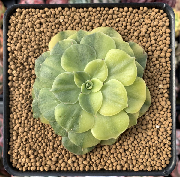 Echeveria sp. Variegated 4" Flat Succulent Plant