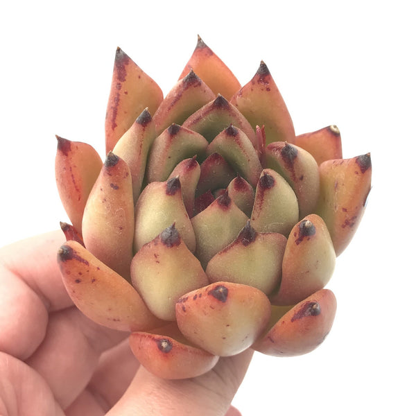 Echeveria Agavoides ‘Mundy’ 3” Rare Succulent Plant