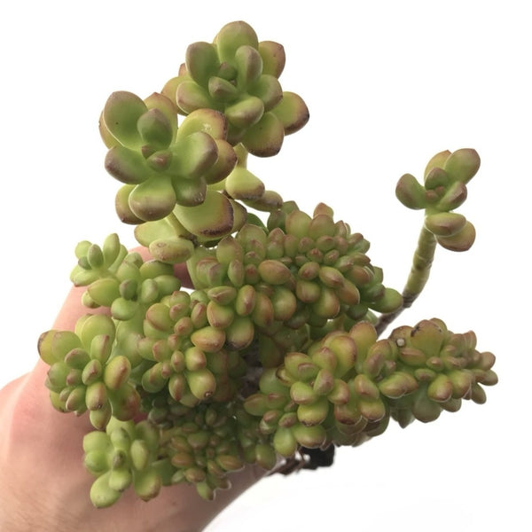 Sedum 'Lucidum Obesum' Crested 5"-6" Rare Succulent Plant