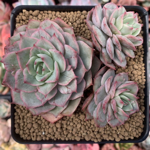 Echeveria 'Ice Love' Lightly Variegated 3"-4" Cluster Succulent Plant