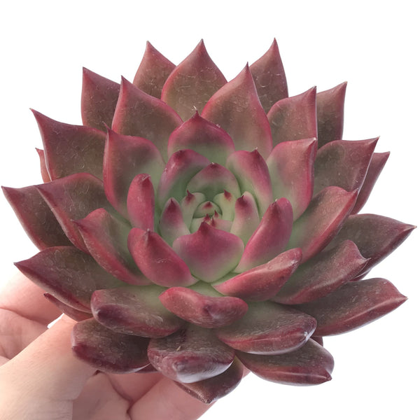 Echeveria Agavoides 'Amestro' 5" Succulent Plant