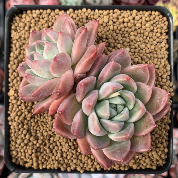 Echeveria 'Kolping' 3" Cluster Succulent Plant