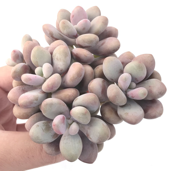 Graptopetalum 'Amethystinum' Cluster 5" Chunky Succulent Plant