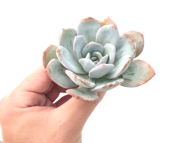 Echeveria 'Laui’ 3" Powdery Succulent Plant