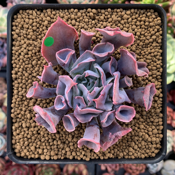 Echeveria 'Trumpet Pinky' 3" Succulent Plant