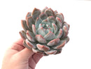 Echeveria 'Orange Monroe' 5"-6" Powdery Succulent Plant