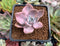 Graptoveria 'Mrs. Richards' Variegated 2" Succulent Plant