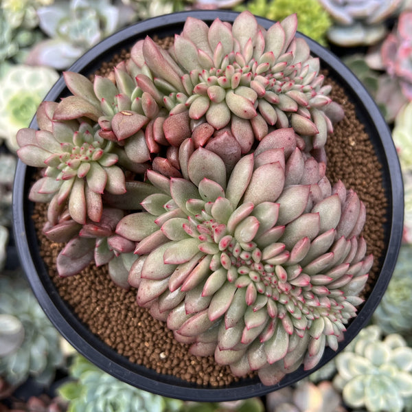 Echeveria 'Ariel' Crested 4"-5" Succulent Plant