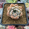 Echeveria 'Anna' 2" Succulent Plant