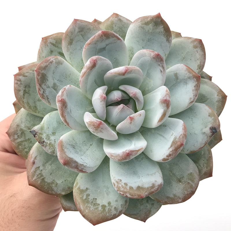 Echeveria 'Orange Monroe' Large 5"-6" Powdery Succulent Plant