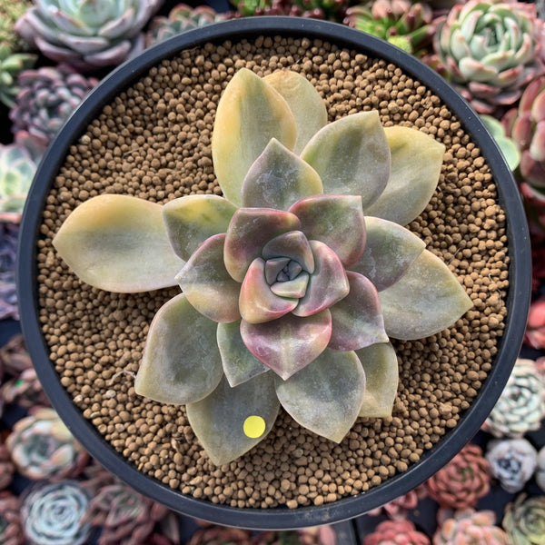 Graptopetalum 'Purple Delight' Variegated 4" Succulent Plant