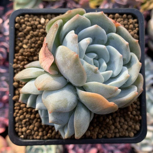 Echeveria 'White One' 3” Powdery Succulent Plant