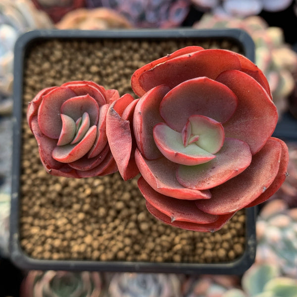 Echeveria 'Suyeon' 2" Cluster Succulent Plant