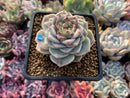 Echeveria 'Red Velvet' 2" Powdery Succulent Plant