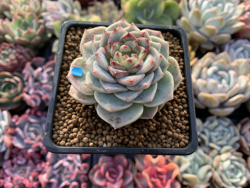 Echeveria 'Red Velvet' 2