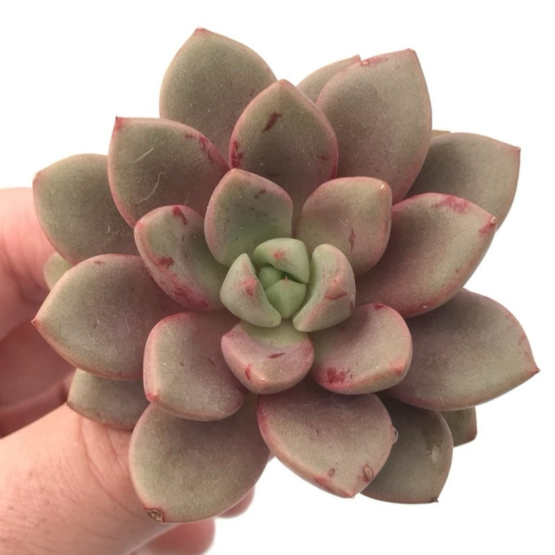 Echeveria 'Amelia' 2"-3" Rare Succulent Plant