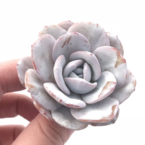 Echeveria Laui 2” Rare Succulent Plant