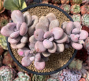 Graptopetalum 'Amethystinum' 4" Cluster Succulent Plant