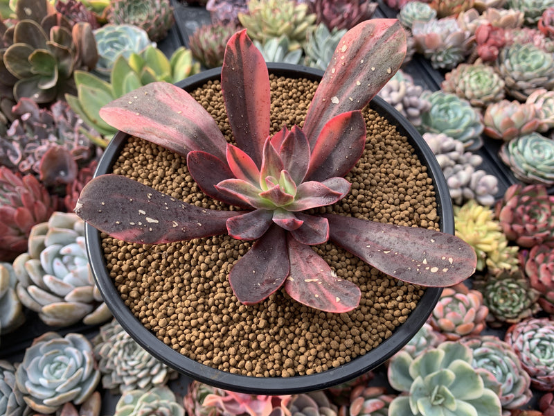 Echeveria 'Hanaikada' Variegated 5" Succulent Plant