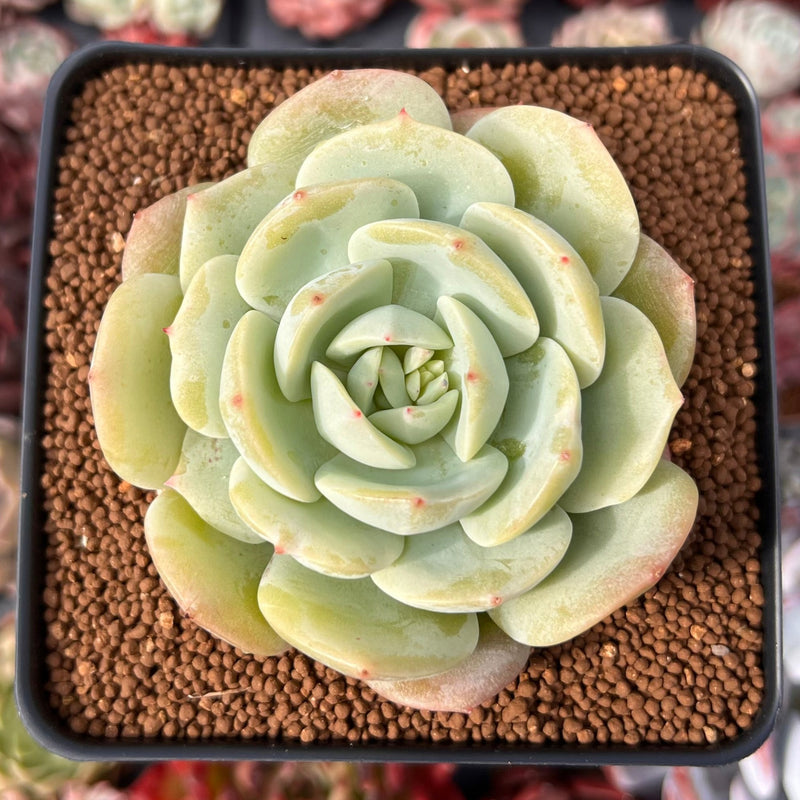 Echeveria sp. 2"-3" Succulent Plant