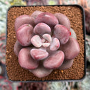 Pachyveria 'Indian Pink' 2"-3" Air Magic Hybrid Succulent Plant