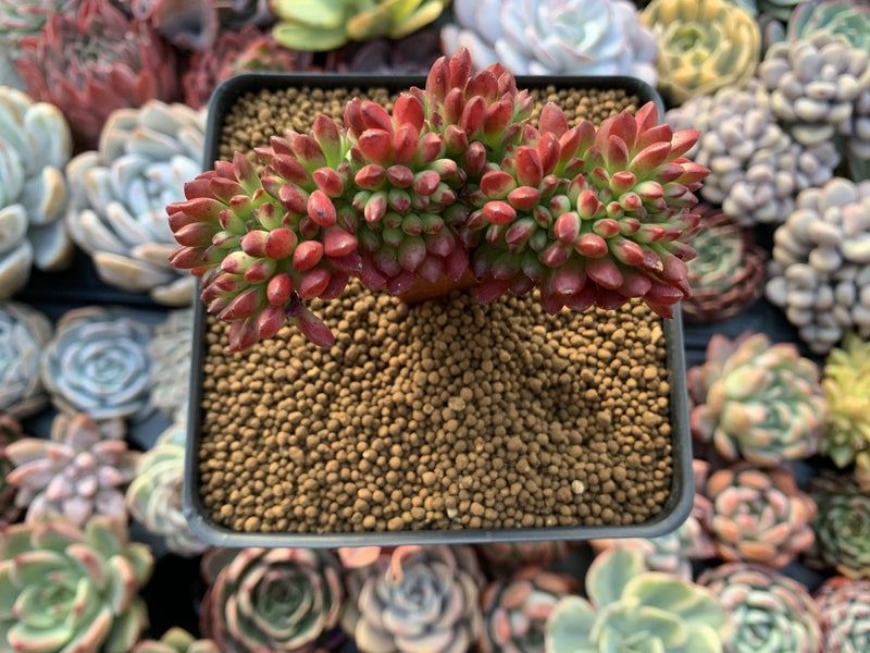 Echeveria sp. Crested Cluster 3" Succulent Plant