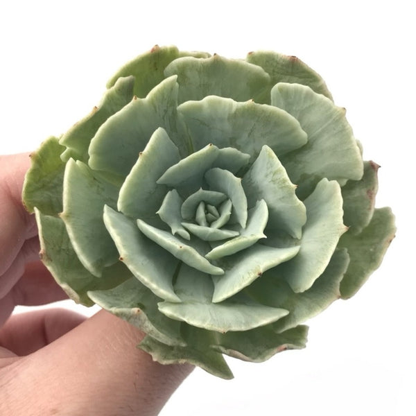 Echeveria ‘Cooks Pride’ Variegated 3" Variegated Rare Succulent Plant