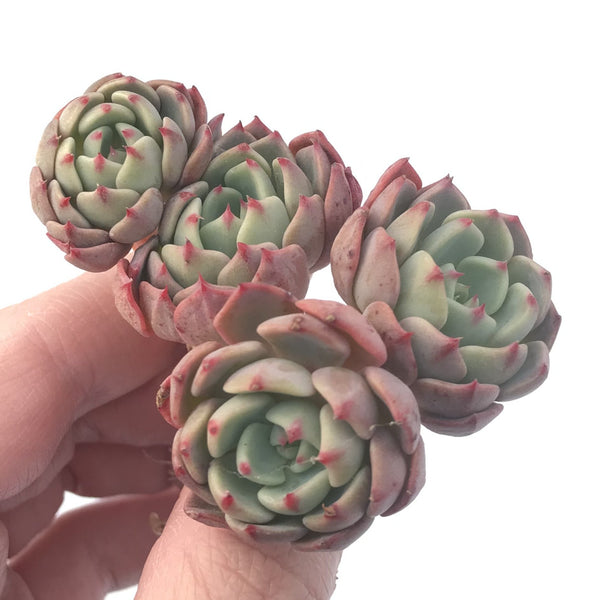 Echeveria 'Nanahukumini' Cluster 3" Succulent Plant