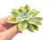 Echeveria 'Harry Watson’ Variegated 3" Succulent Plant