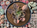 Echeveria 'Primadonna' Variegated 5" Succulent Plant