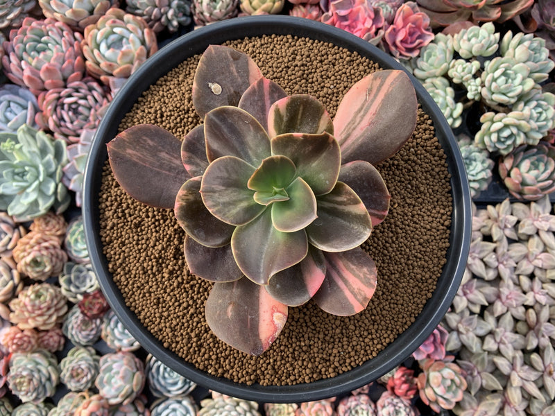 Echeveria 'Primadonna' Variegated 5" Succulent Plant