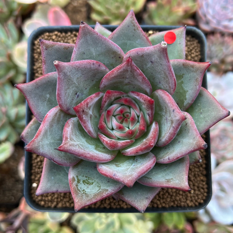 Echeveria 'Red Dragon' 2"-3" Succulent Plant