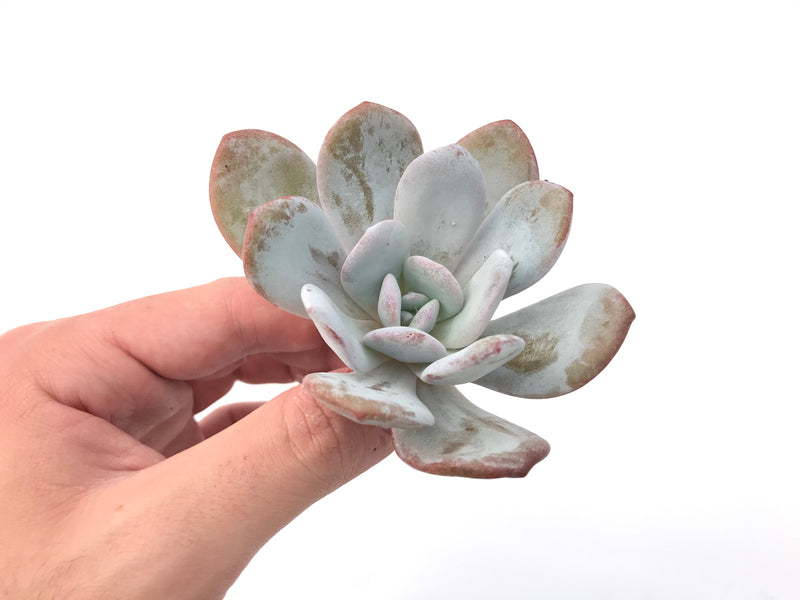 Echeveria 'Laui' 2" Powdery Succulent Plant