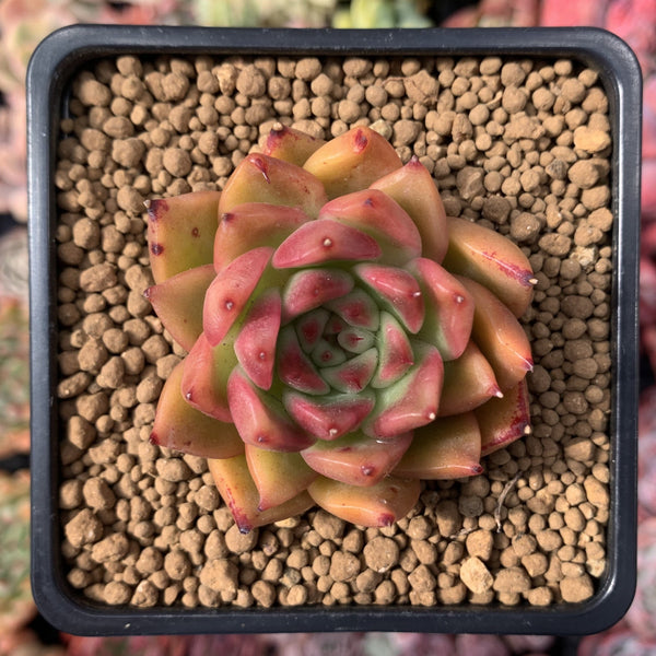 Echeveria Agavoides sp. 3" Succulent Plant