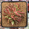 Echeveria Agavoides 'Ebony' Crested Cluster 3"-4" Succulent Plant