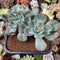 Echeveria 'Vendia' Variegated 5" Cluster Succulent Plant