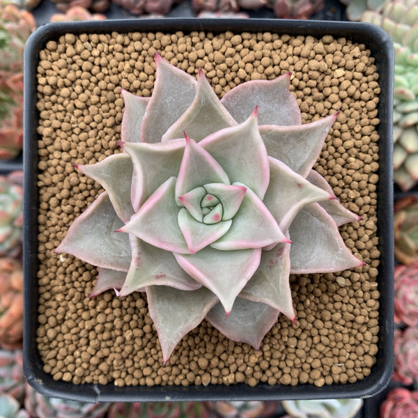 Echeveria 'Madiba' 3" Succulent Plant