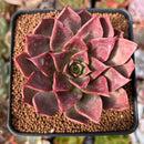 Echeveria 'Guerlain' 2"-3" New Hybrid Succulent Plant