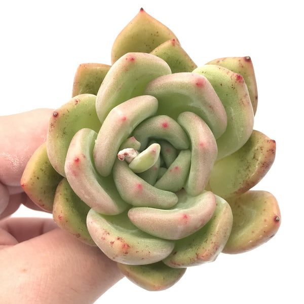 Echeveria Agavoides 'White Champagne' 2"-3" Rare Succulent Plant