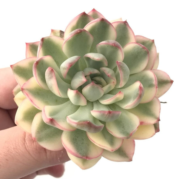 Echeveria 'Mebina' Variegated 3" Large Rosette Succulent Plant