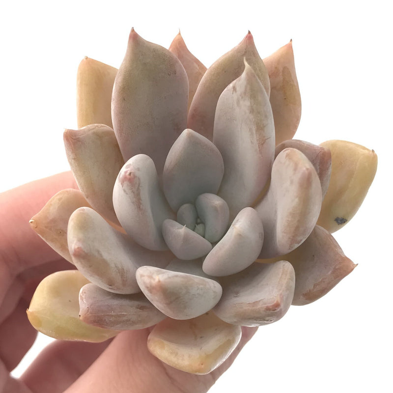 Echeveria 'Jinjuhee' 2" Rare Powdery Succulent Plant