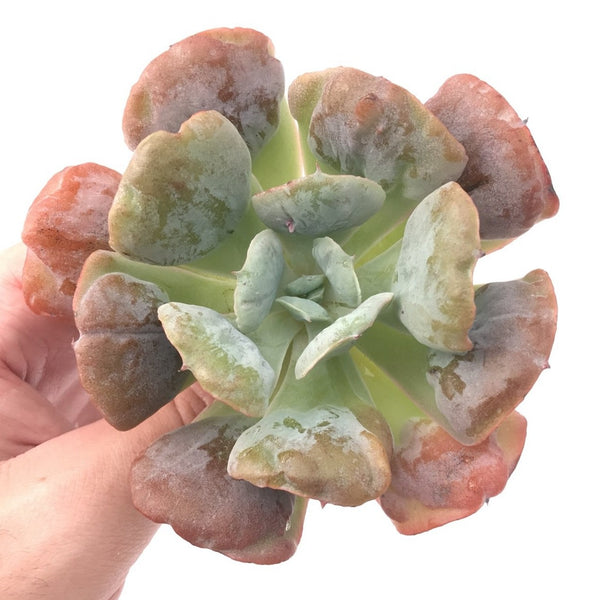 Echeveria 'Hearts Delight' 4" Rare Succulent Plant