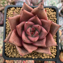 Echeveria Agavoides 'Red Ebony' 3" Succulent Plant