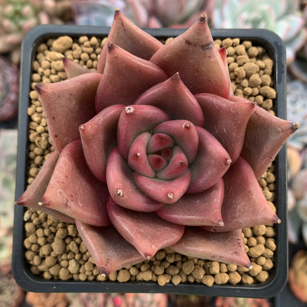 Echeveria Agavoides 'Red Ebony' 3" Succulent Plant