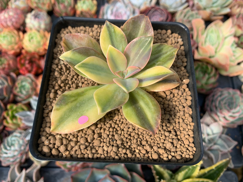 Graptoveria 'Fred Ives' Variegated 3" Succulent Plant