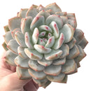 Echeveria 'Orange Monroe' 5"-6" Powdery Succulent Plant