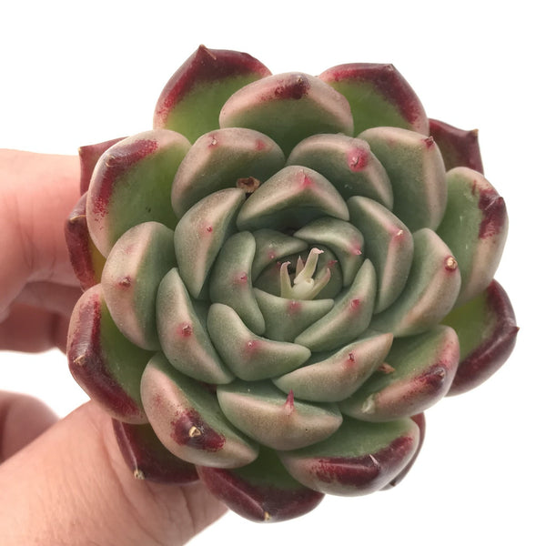 Echeveria sp. 1"-2" Rare Succulent Plant